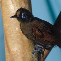 Hairy-crested Antbird